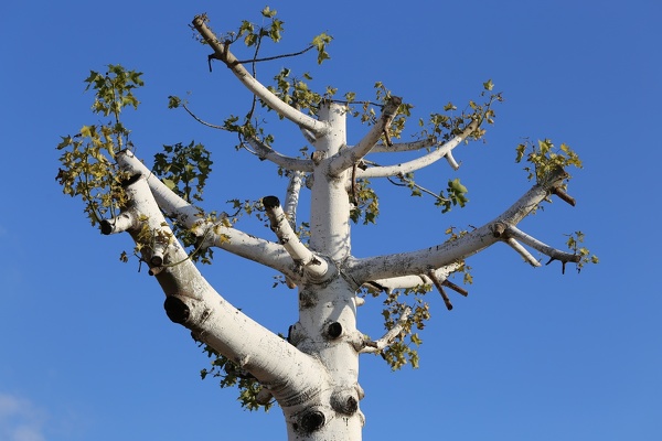 Tree Trimming
